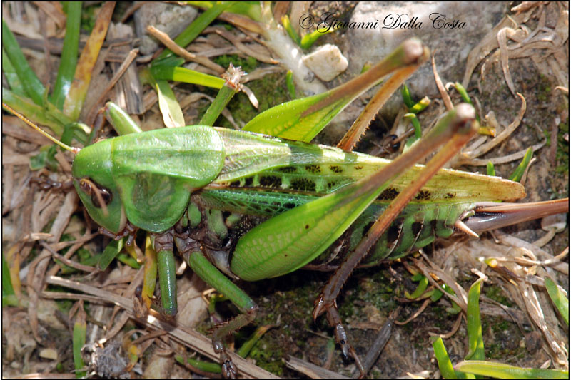 Decticus verrucivorus